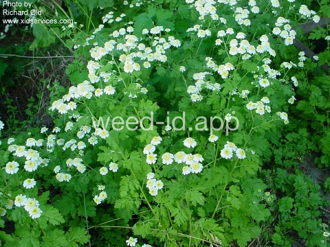feverfew